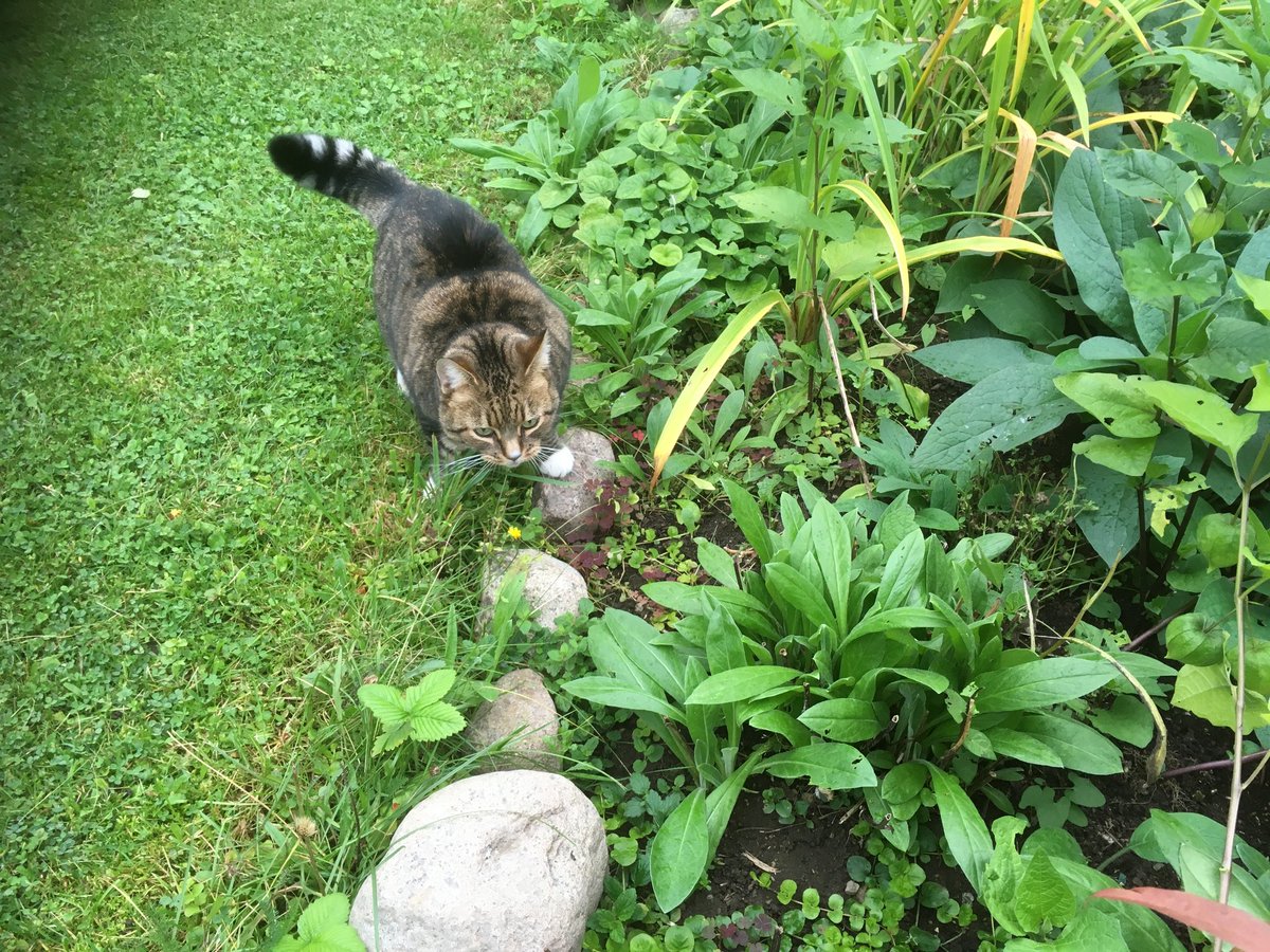 My #Hedgewatch goes on even 🌈❤️🐾as we have #RainbowBranch -Alma🌈 #HWMemoryLane