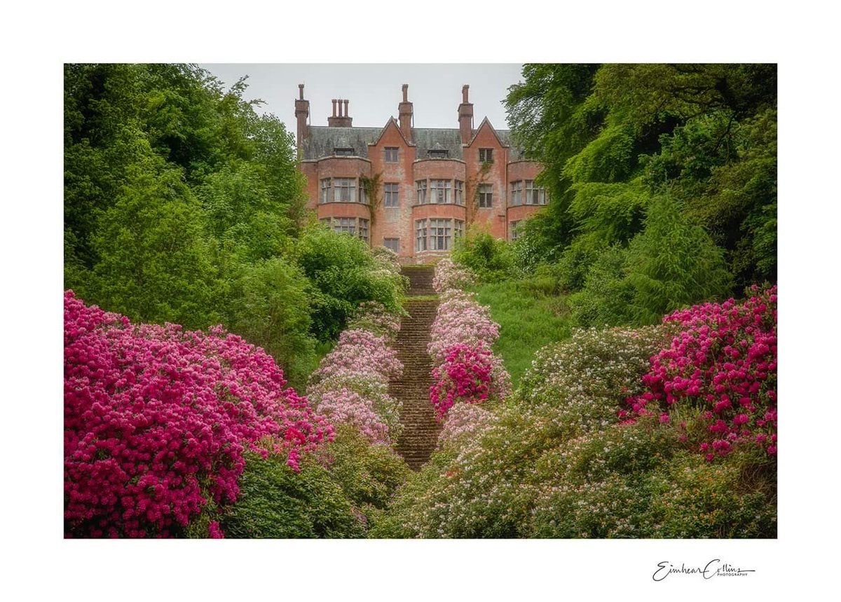 Rhododendrons are in full bloom on the Boyne ramparts at the moment 
#ardmulchanhouse
#boynevalley
#countymeath
