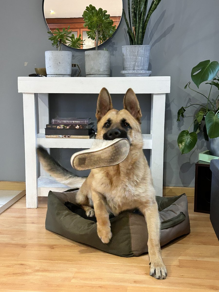 Guess who outgrew their dog bed.
#DogBed #GermanShepherd #HudsonnotRex