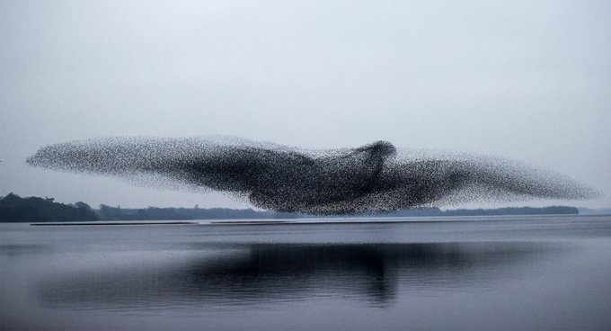 Rainmaker1973's tweet image. After months of chasing starlings, photographer James Crombie captured this remarkable shot of the flock as it swelled into an enormous bird-like murmuration   

[read more, author's site: inpho.ie]
