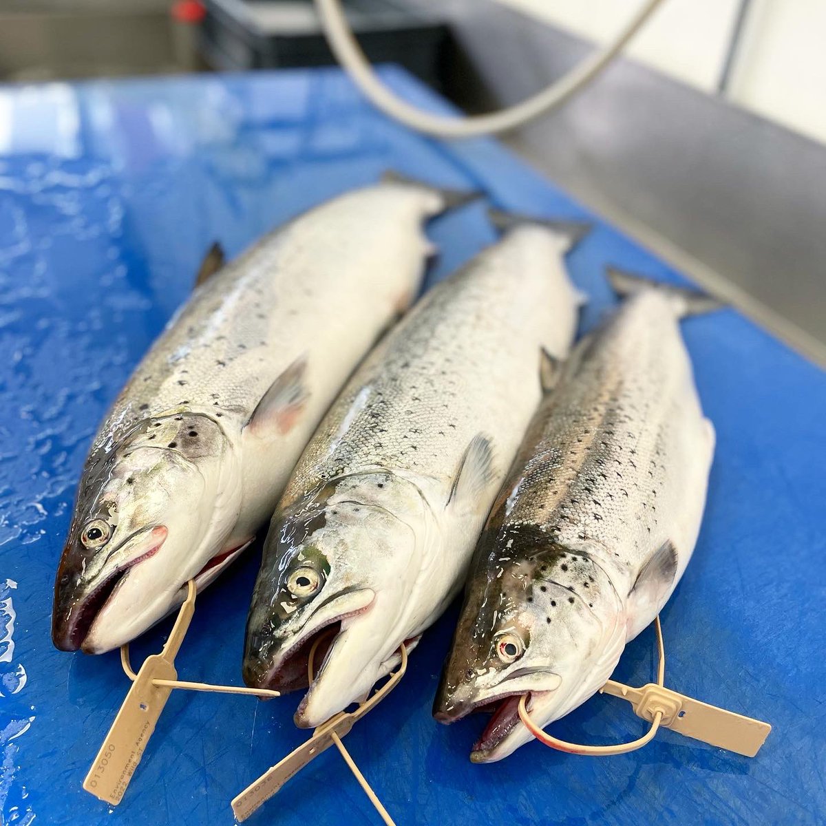 Welch Fishmongers (@welchfishmonger) on Twitter photo Wild Sea Trout Season is back!
2-3kilo fish from the Berwick coast available this morning ⛵️ Wild Sea Trout Season is back!
2-3kilo fish from the Berwick coast available this morning ⛵️