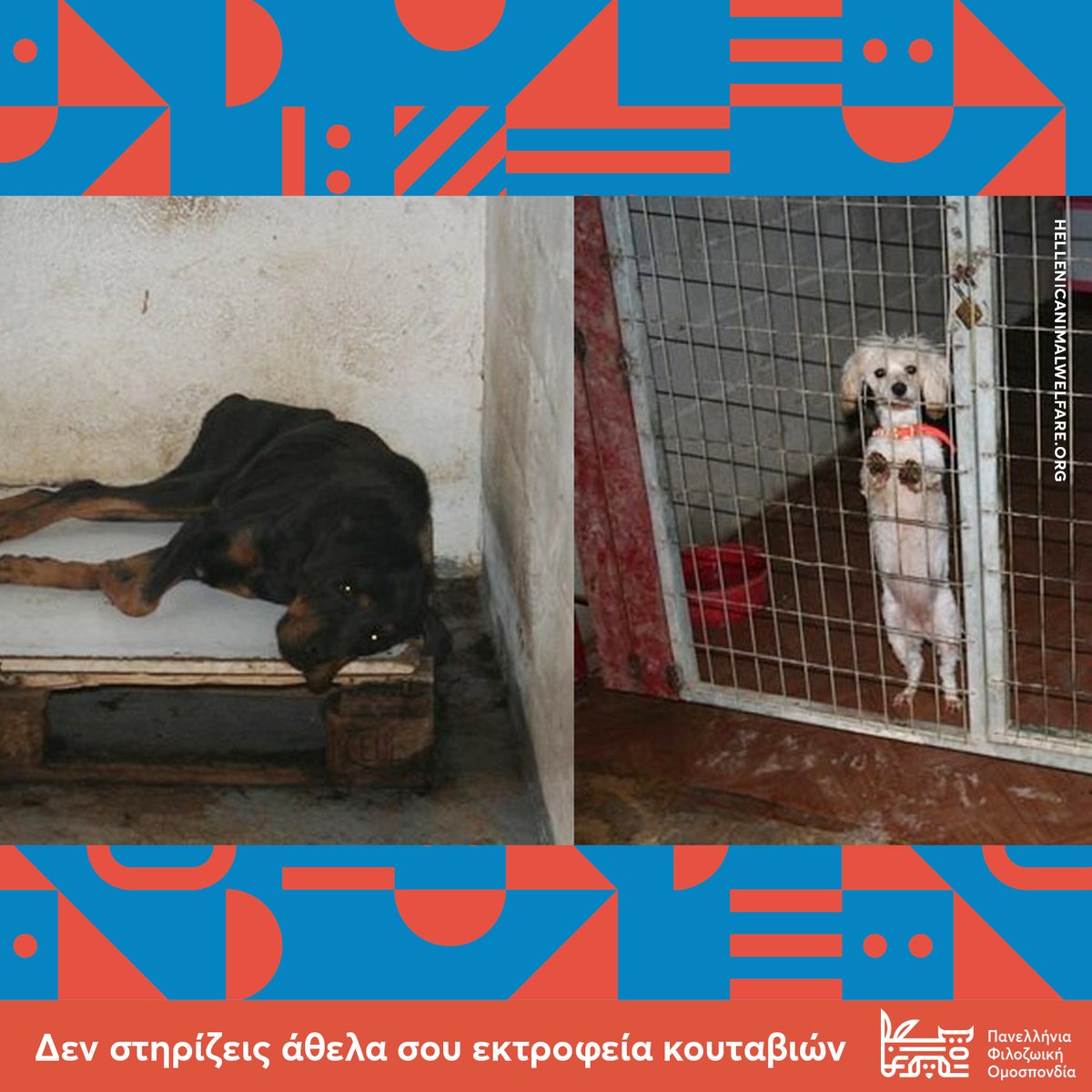 Δεν στηρίζεις άθελα σου εκτροφεία κουταβιών
Όταν επιλέγεις να υιοθετήσεις ένα ζώο, επιλέγεις να μη στηρίξεις τα απάνθρωπα εκτροφεία κουταβιών (puppy mills).

#puppymills #Φιλοζωική #φιλοζωία #animalrights #greece #Ελλάδα #cats #stray #Αδέσποτο #γάτες #athens #Αδέσποτα