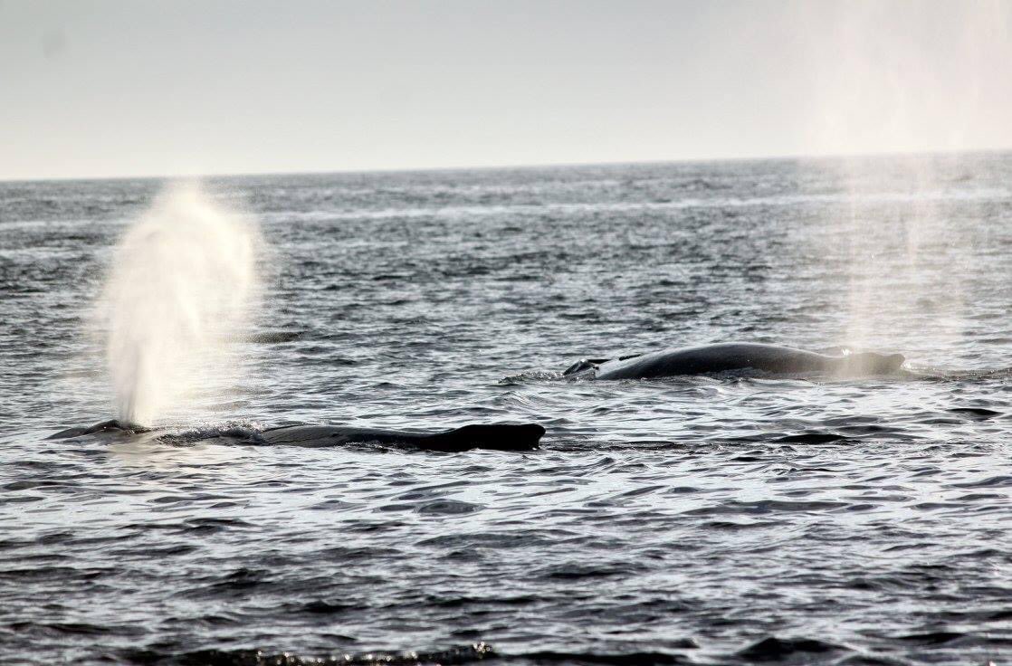 #Whales in the #PNW #Humpback #Washington #IslandAdventures #WhaleWatching