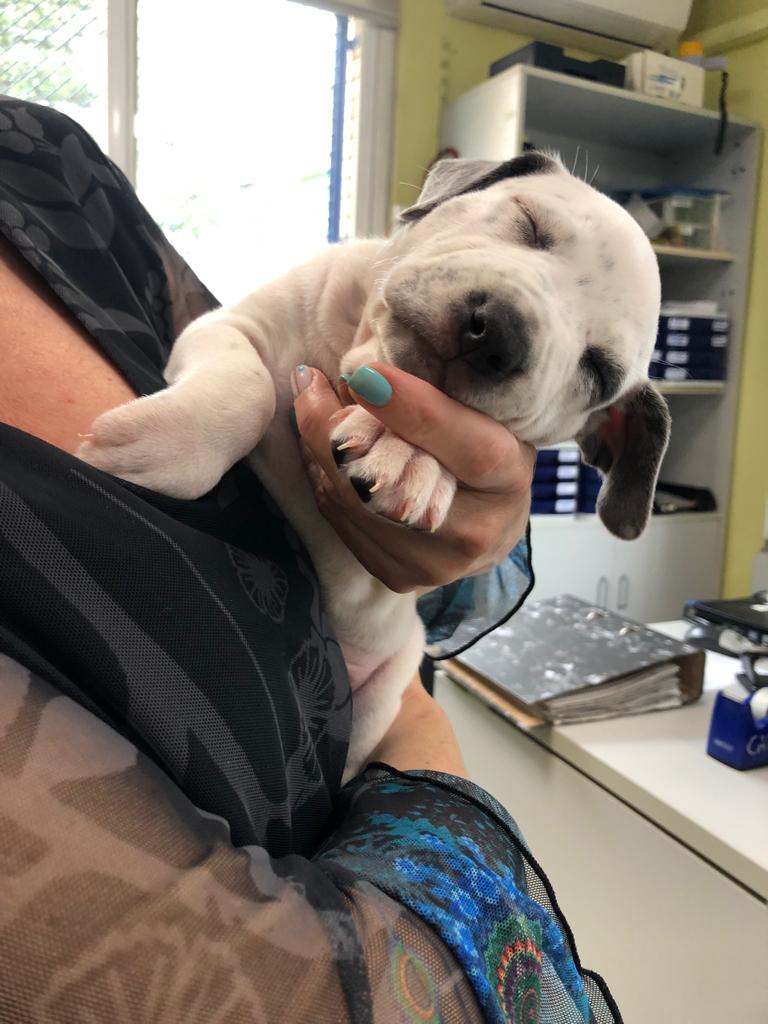 PLVNG's tweet image. No entenem que hi hagi gent capaç d'abandonar uns cadells en un contenidor. Gràcies a uns alumnes de les Tereses s'ha pogut rescatar aquesta preciositat de gosseta, i li han posat TERE de nom😍🤣.La portarem al CAAD per si algú la vol adoptar🙏#ellmaihofaria #lovepets #VNG