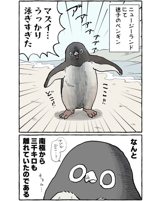 ペンギンのニュースでいうと、えげつない距離を迷子になった話も好き
