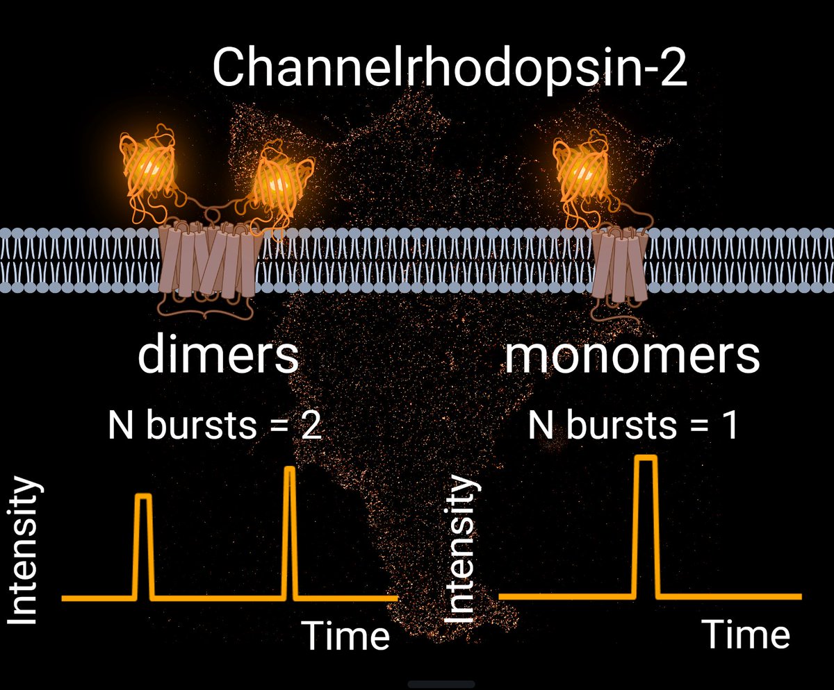 Ivan Maslov (@ivanmasl0v) on Twitter photo New thrilling preprint from our team!
🔸SMLM / qPALM🔬
🔸optogenetic tool, ChR2🧬🌟
🔸ChR2 dimers in the plasma membrane🔗🔒
🔸 monomerized ChR2 mutant🔗💥
🔸Kd for dimerization in cells
First first-author preprint for a science-hero <a href="/pricelesska/">Ekaterina Bestsennaia</a>!👏🥳
doi.org/10.1101/2023.0… New thrilling preprint from our team!
🔸SMLM / qPALM🔬
🔸optogenetic tool, ChR2🧬🌟
🔸ChR2 dimers in the plasma membrane🔗🔒
🔸 monomerized ChR2 mutant🔗💥
🔸Kd for dimerization in cells
First first-author preprint for a science-hero <a href="/pricelesska/">Ekaterina Bestsennaia</a>!👏🥳
doi.org/10.1101/2023.0…