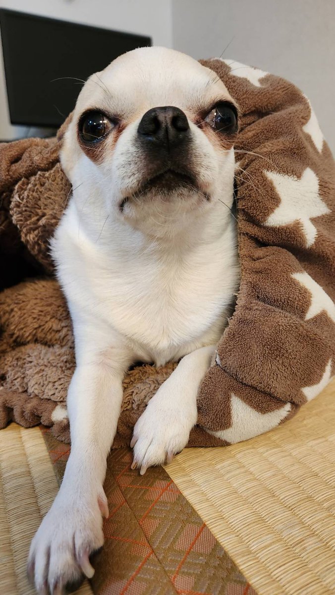 chikkun0522's tweet photo. おサボり癖の強い飼い主のせいで
久しぶりの投稿となってしまいましたが
先日、5月22日にちくわくん4歳を迎えました！🎂🎈
大きな病気もせず、ここまで大きくなってくれてありがとう！
これからもよろしくね❣️

写真は今朝の寝起きちくわです🌸 https://t.co/T2dEQd4Pxt
