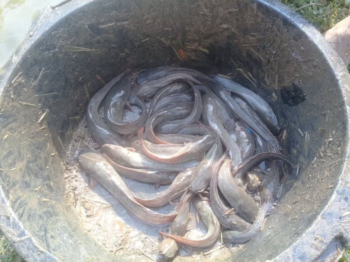 Joko Widodo tweet media