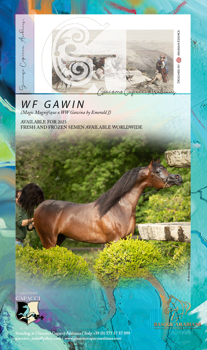 ArabianEssence's tweet photo. Giacomo Capacci Arabians . . .
WF GAWIN (Magic Magnifique x WW Gawina by Emerald J)
Available for 2023 fresh and frozen semen available worldwide
@giacomo_arabs @basque_arabians
#giacomocapacciarabians #basquearabiansstud #wfgawin #magicmagnifique #wwgawina #emeraldj https://t.co/07RDETKRwi