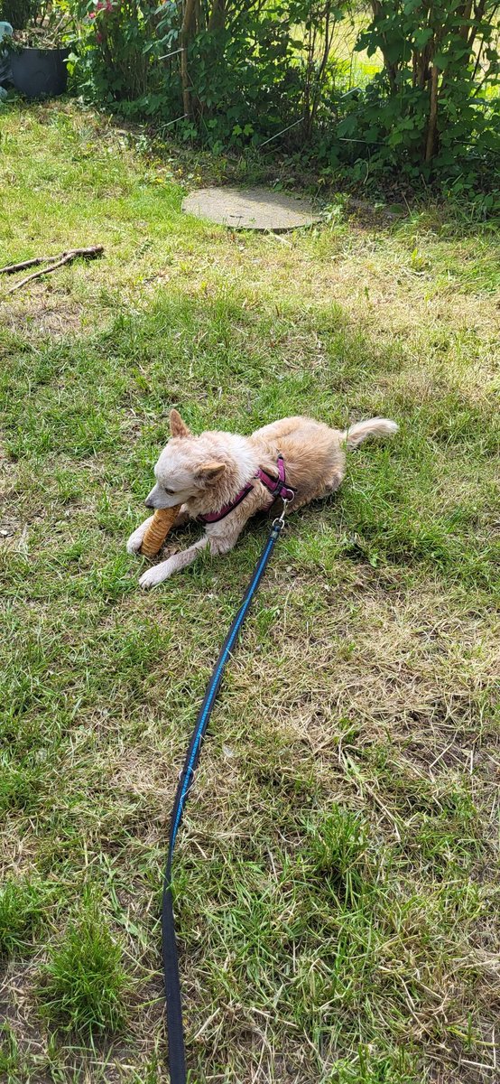 Dieser kleine Kerl aus dem Tierheim, durfte am Sonntag  bei mir einziehen. 😇
Willkommen Fozzie.🥰

*Er kommt ürsprünglich aus Serbien, wurde dort ausgesetzt, mit Säure übergossen und anschließend vom Tierschutz nach Deutschland gebracht. 

Heute kommt die NRZ zum Interview.