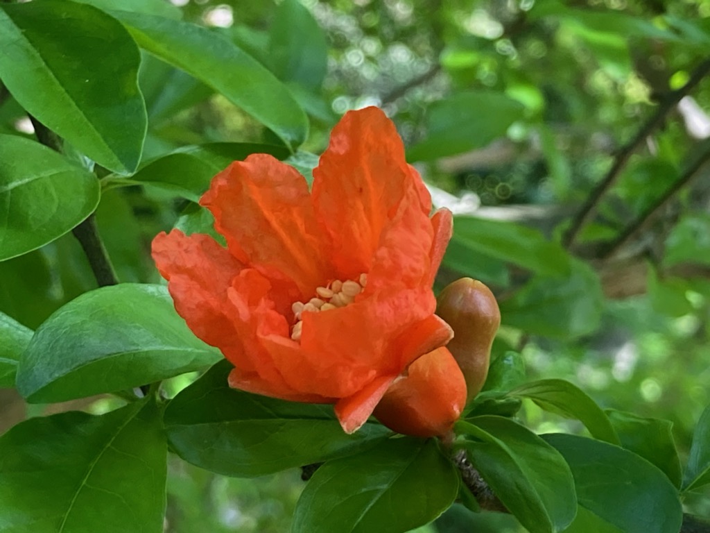 日比谷公園の赤い花 日比谷公園の紅葉(東京都) ｜紅葉名所2025
