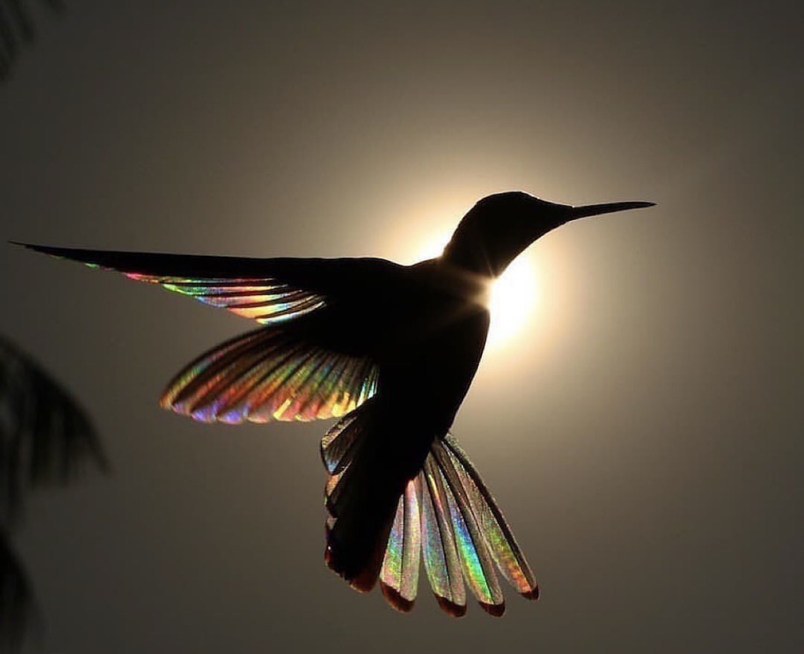 dharmatize's tweet image. 