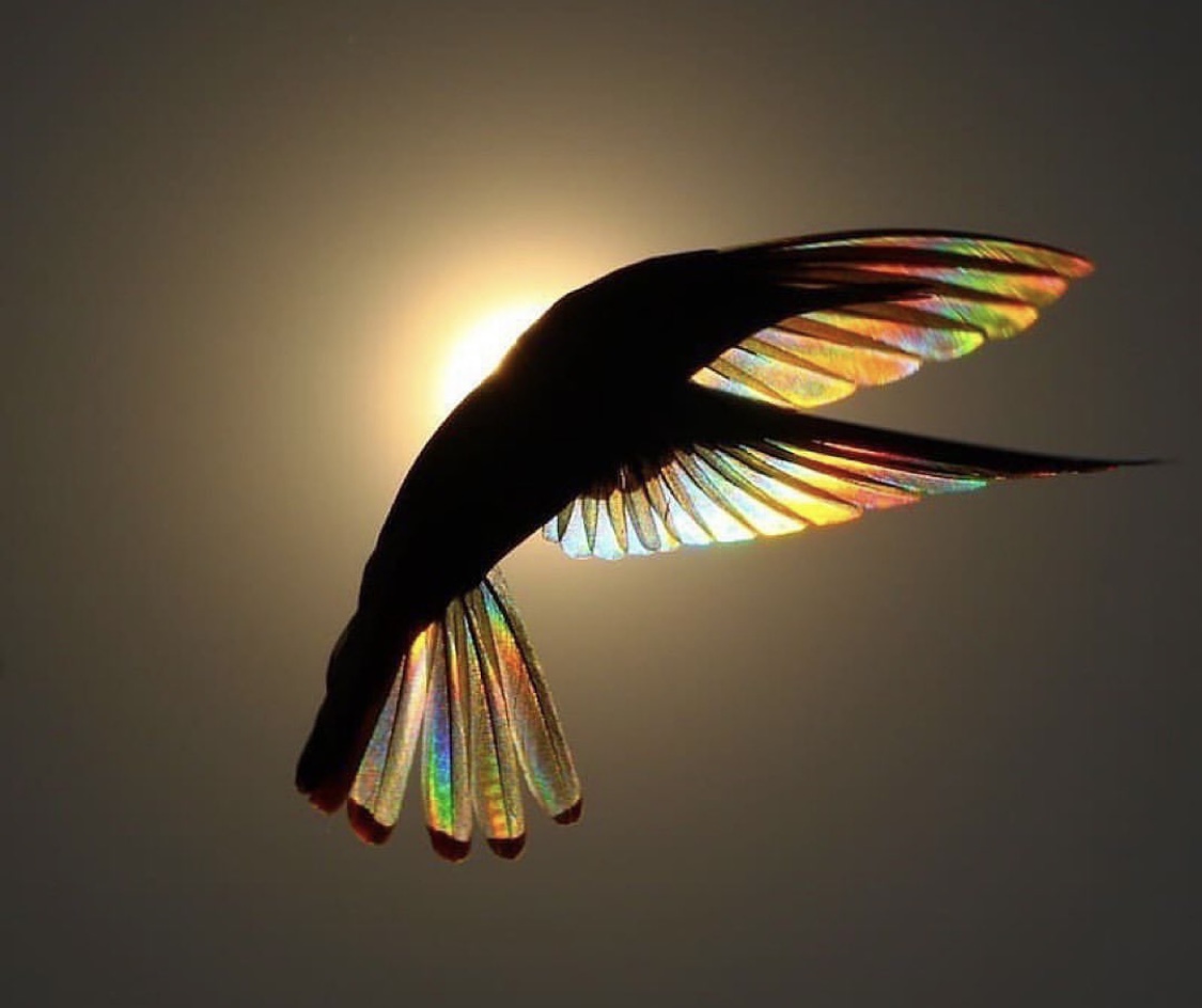 dharmatize's tweet image. 