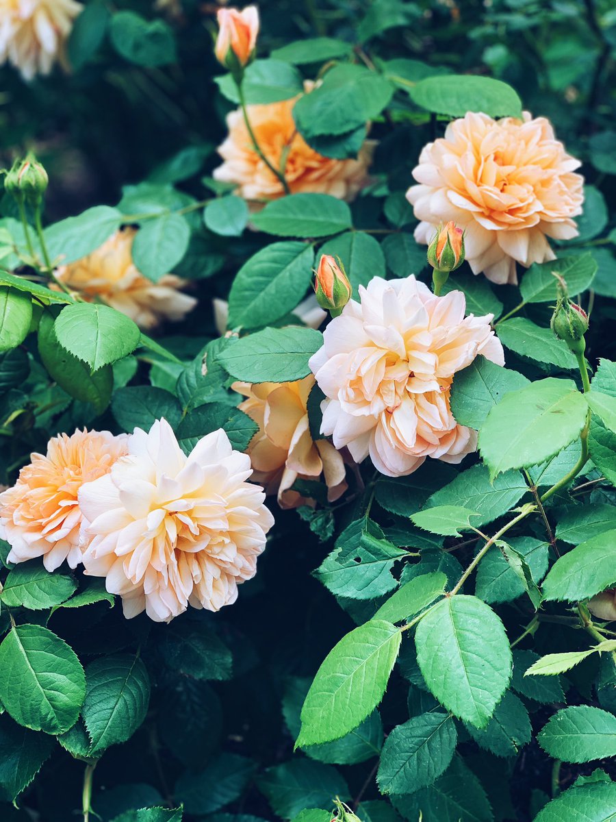 🌹 #gardening #gardeners #gardenersofinsta #gardenersofinstagram #gardenerspfig #gardengram #gardeninggram #gardenlife #gardeninspo #gardentools #gardenphotography #picoftheday #foryoupage