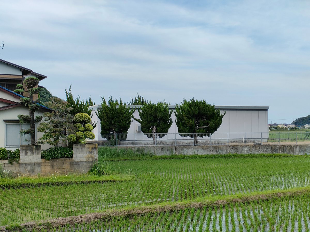 火焔型土器みたいな木があってかなり長い時間眺めていた。やっぱり写真には映らないものがある。 https://t.co/azKOynFOE3