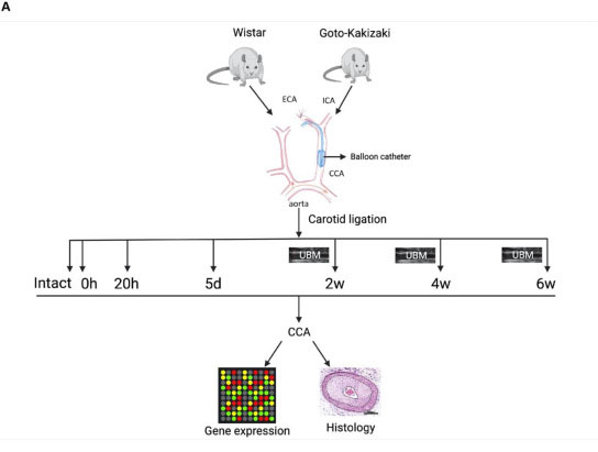 sampathkn19's tweet photo. Out now from @ki_vasc: https://t.co/GvBRyTl0dJ
We have systematically analysed vascular healing in healthy and diabetic rat carotid arteries in response to balloon catheter injury using Ultrasound biomicroscopy, histology and microarray. https://t.co/vZKjLooUDw