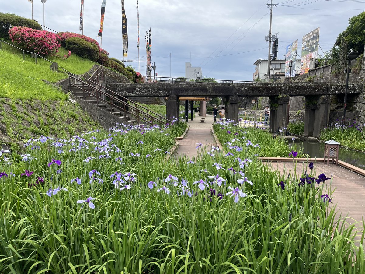 setubiyatetsuo's tweet photo. 玉名の高瀬裏川の花菖蒲まつりに行って来ました。 https://t.co/1qHrNJfC8O
