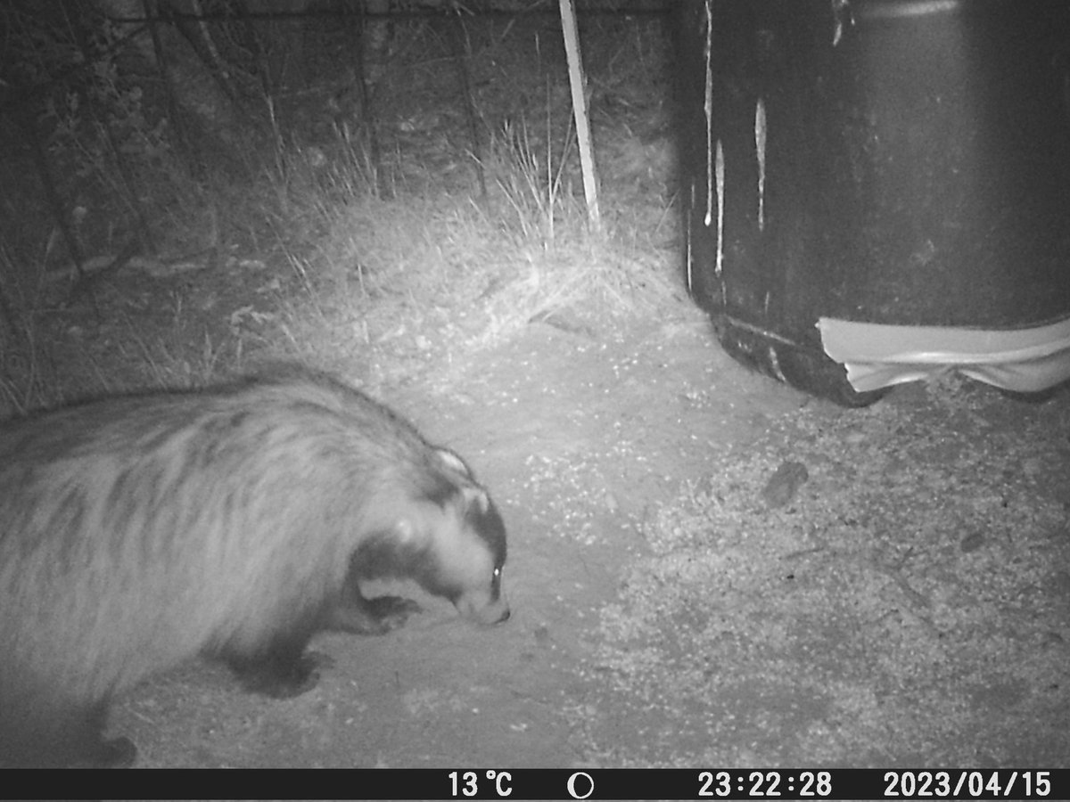 EcologistHunter's tweet image. SORPRESA!!!

Estos comensales no les esperaba haciendo uso de mi servicio de catering.

#Tejón 
#SoyCazadorSoyEcologista