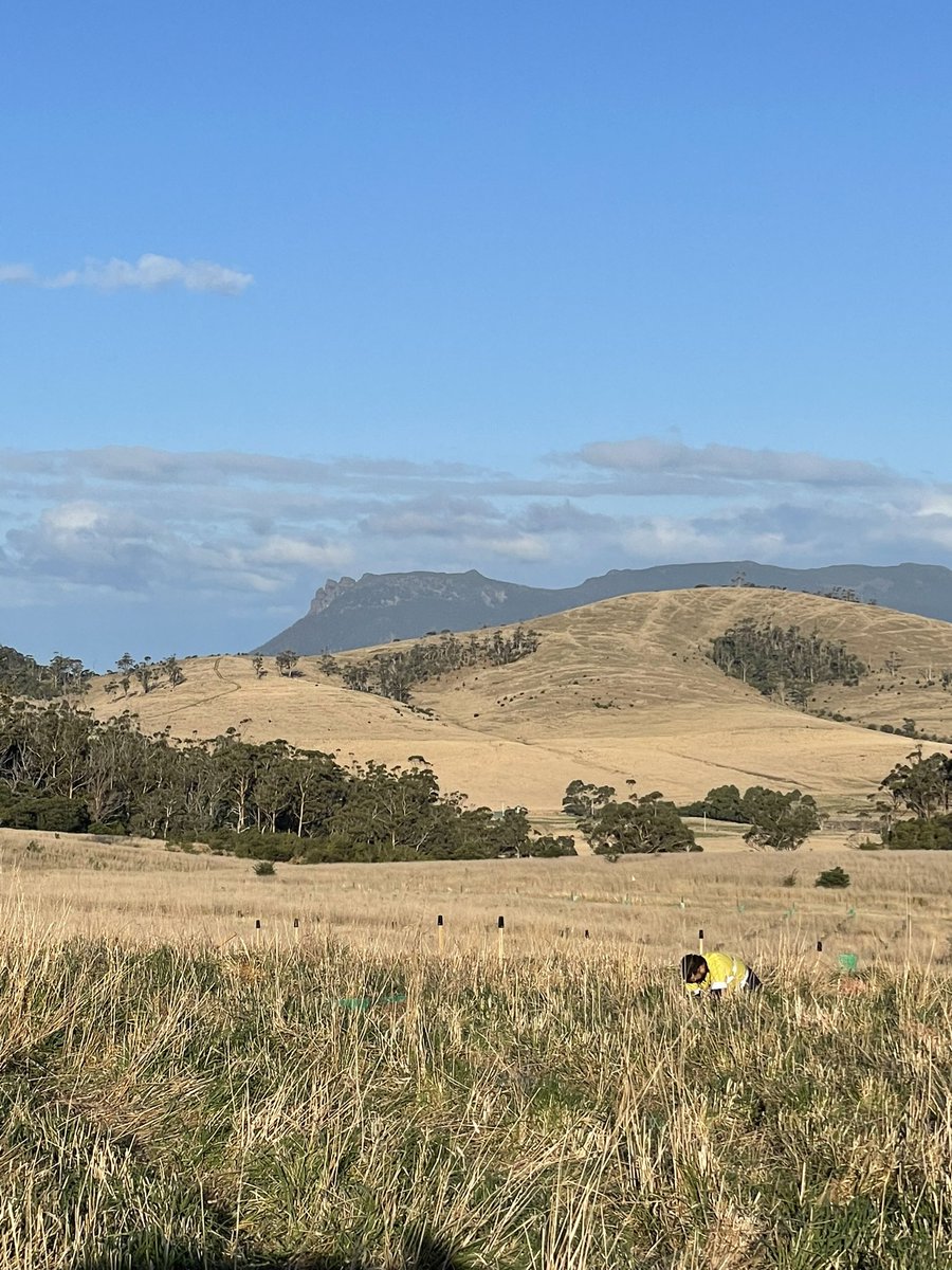 What a spot for our little Eucalyptus morrisbyi babies to grow up 🌱

More experiments in the ground today - ready for future @utas_ student research projects <a href="/Sciences_UTAS/">Sciences and Engineering at University of Tasmania</a> <a href="/arcforestvalue/">ARC Centre for Forest Value</a> <a href="/_PAHarrison/">PeterAHarrison</a>

Funded by the AustGovt, coord by Enviro-dynamics in partnership w/ <a href="/NRMSOUTH/">NRM SOUTH</a>