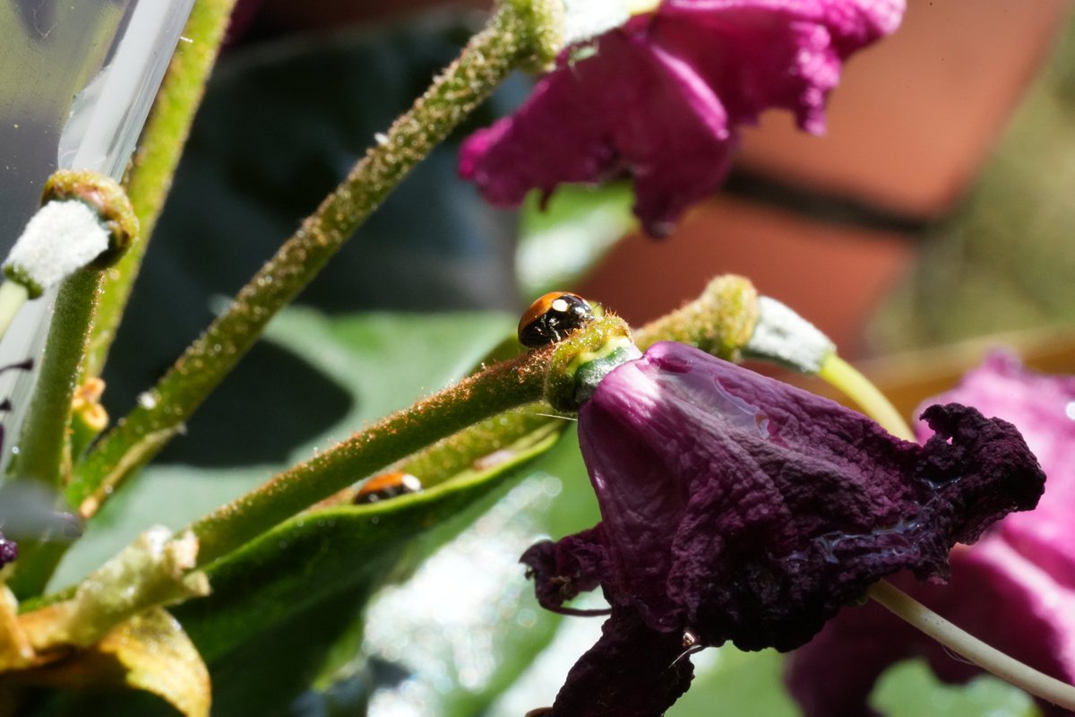 m_ou_se's tweet image. 📷 I&apos;m very proud of this macro shot I made yesterday of a ladybug. It almost feels like this could be a shot from an inspirational movie scene or something. 🐞😊

More and higher resolution pictures here: flickr.com/photos/1968761…
