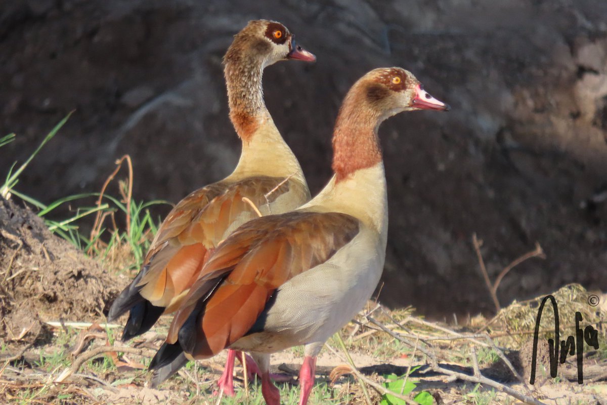 A pair of 'geezers' #Egyptian_geese #photography #nature #wildlife #outdoors #goedemorgen #birdwatching #BirdsSeenIn2023 #Chobe #Botswana #Africa #MagicalBotswana
