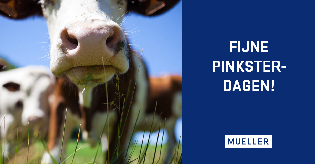 Ons kantoor is maandag tweede pinksterdag gesloten. Onze servicedienst voor de melkveehouderij🐄 blijft uiteraard 24/7 beschikbaar voor het verhelpen van eventuele storingen. Mueller wenst iedereen Fijne Pinksteren. Geniet ervan!