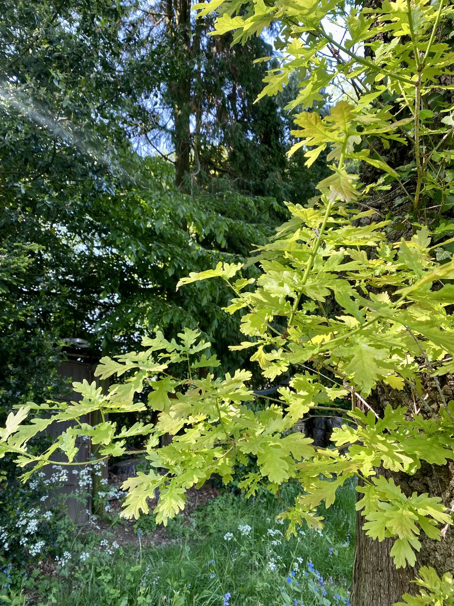 Glowing oak