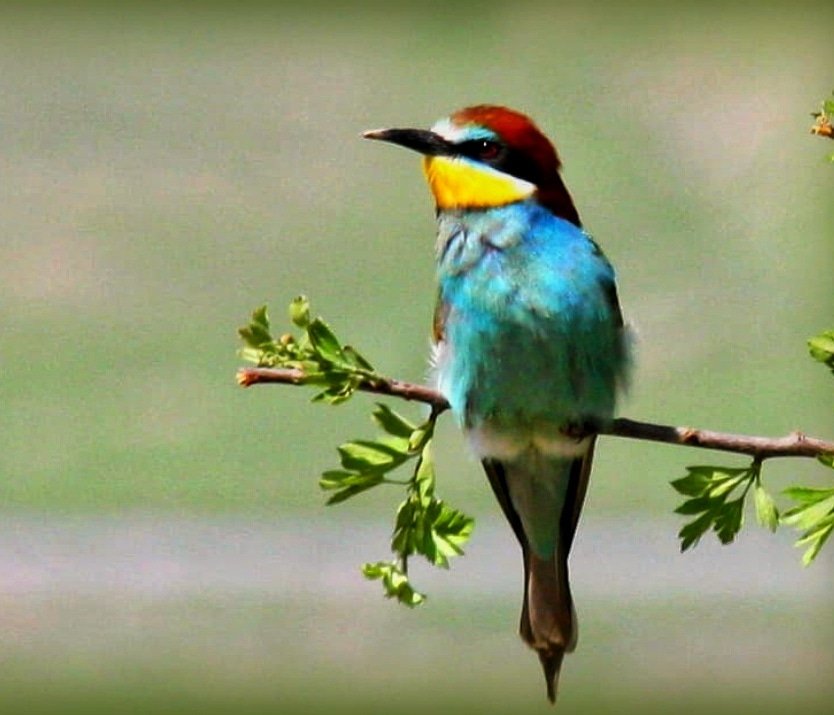 Dünya göçmen kuşlar günü ❤️💛💙🪶 En sevdiklerimden... Ağrı Dağı'ndan...  #arıkuşu #meropsapiaster #WorldMigratoryBirdDay