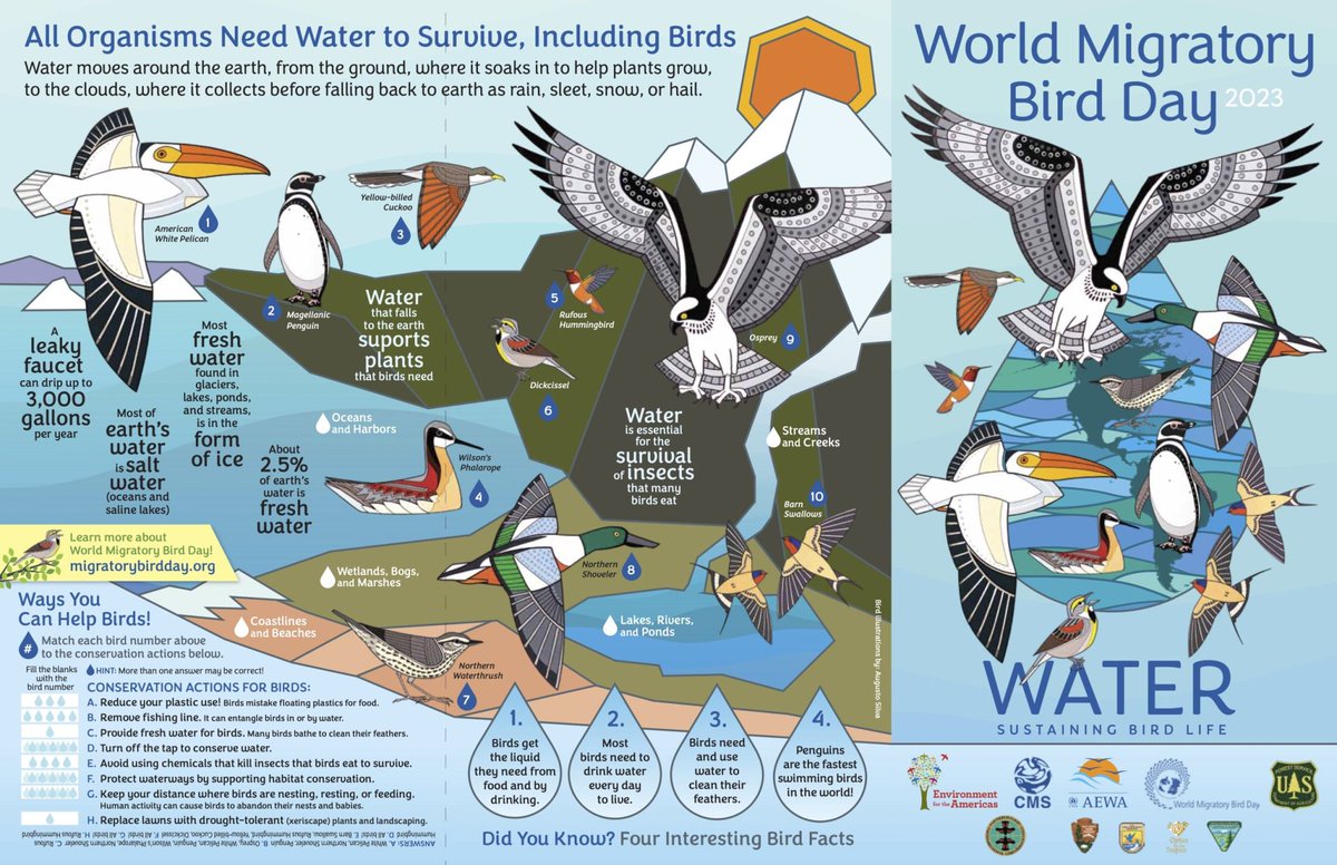 World Migratory Bird Day 2023 will focus on the topic of water and its importance for migratory birds.
Water is fundamental to life on our planet. Water ecosystems are crucial to the survival of most migratory birds. During their long journeys, wetlands, rivers, lakes, streams,