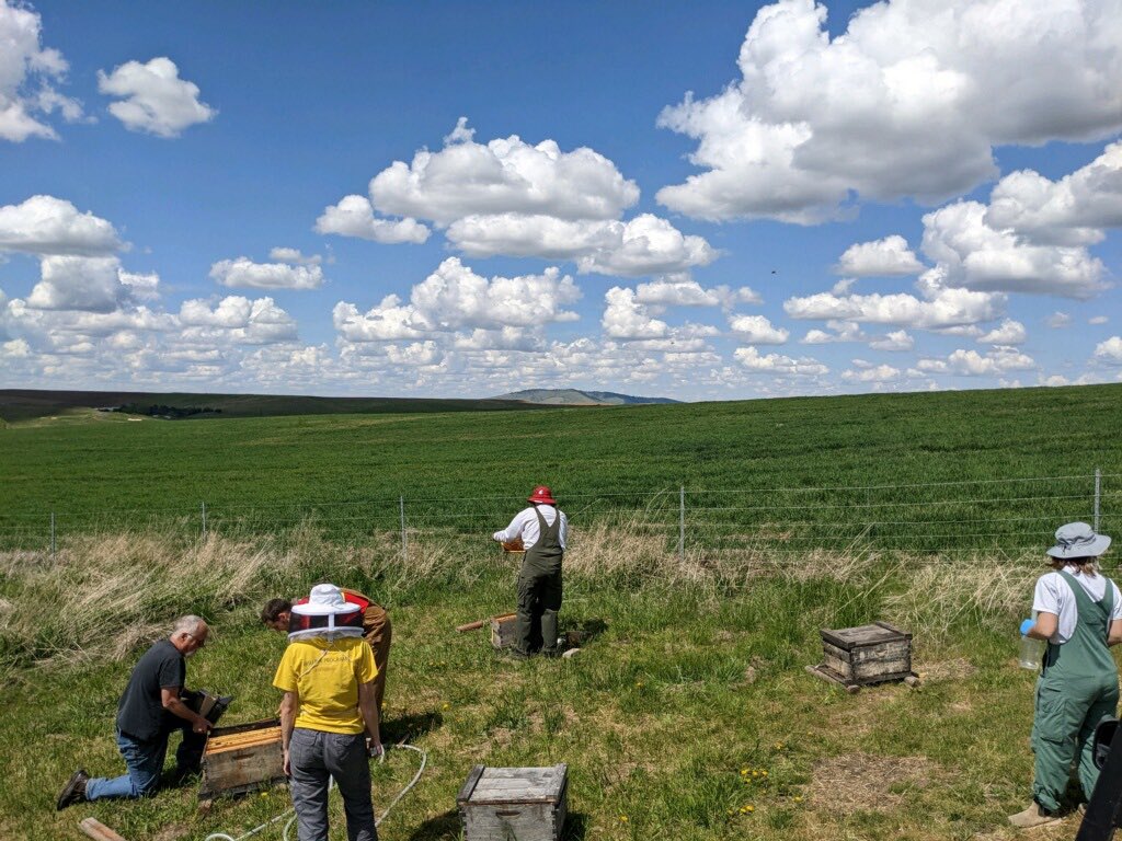 WSU Bee Research (@wsubees) on Twitter photo WSU grad students and bee team members verifying queen acceptance in new colonies recently started from “package bees” in Pullman, WA. Each package contained a caged queen and around 12,000 worker bees. <a href="/WSUEntomology/">WSU Entomology</a> <a href="/wsucahnrs/">WSU CAHNRS</a> WSU grad students and bee team members verifying queen acceptance in new colonies recently started from “package bees” in Pullman, WA. Each package contained a caged queen and around 12,000 worker bees. <a href="/WSUEntomology/">WSU Entomology</a> <a href="/wsucahnrs/">WSU CAHNRS</a>