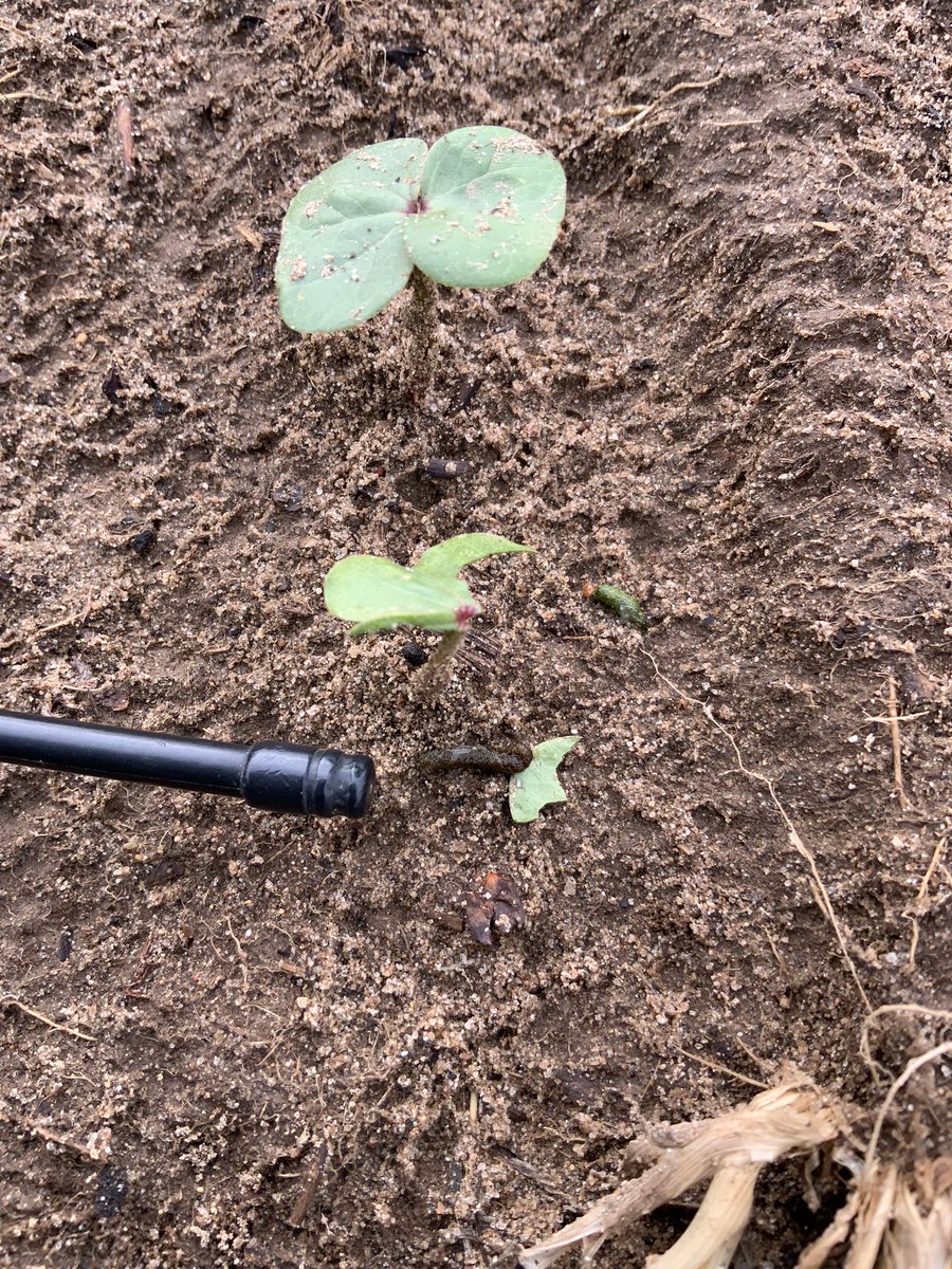 hydrick1's tweet image. #TheLastSupper #Cutworm #Lamda