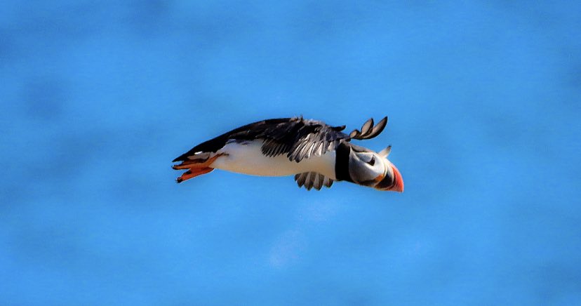 GrayMarker99's tweet photo. Hello there, little one. :)
Caught this one in flight this morning. https://t.co/OzIdBWsBqD