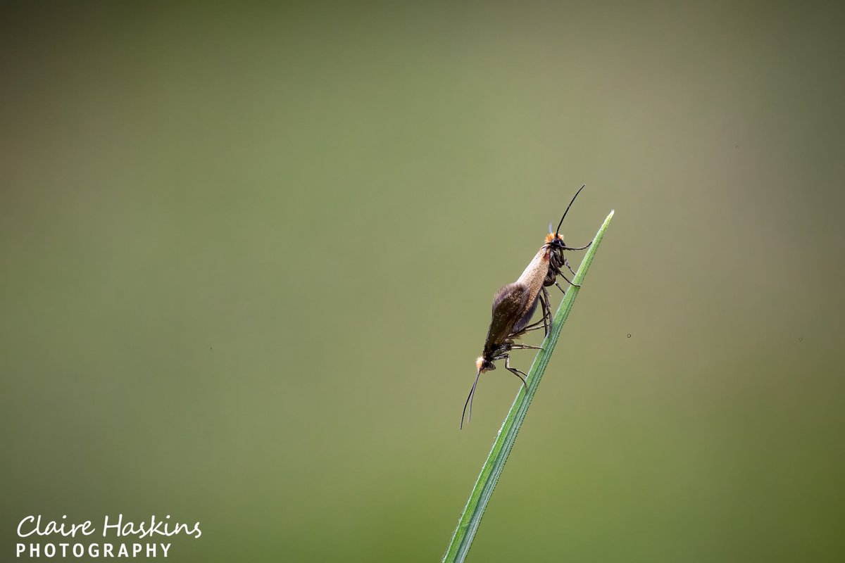 Walking around the woodlands below Cothelstone hill were many of these day flying micro moths (Micropterix calthella) feeding on the pollen

#insect #moth #moths #mating  #bug #buglife #bugs #moths   #quantocks #somerset #westsomerset #macro #yingyang #nature #wildlife