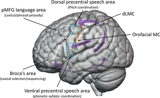 abenitezburraco's tweet photo. Interested in neurolinguistics? Don't miss this recent "beyond-Broca" paper by @GregoryHickok and colleagues https://t.co/PchqNluknE https://t.co/nikp19K5NU