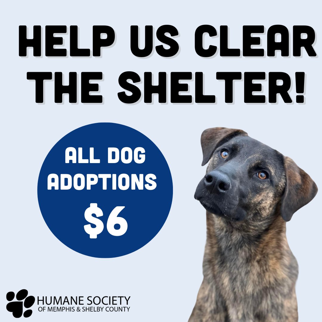 🚨URGENT 🚨 Our shelter is currently at capacity! All dog adoptions are $6. Come meet your match without an appointment and submit an adoption application at memphishumane.org. 

Let's work together to clear our shelter so that we can continue providing for animals in need.