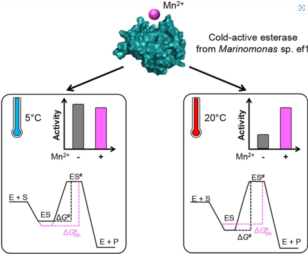 FEBSJournal's tweet photo. 📖 A cold-active esterase enhances mesophilic properties through Mn2+ binding 

🖊️ By Marina Lotti and team from @unimib @Uni_Insubria 
🔗 https://t.co/e7ncRjDkeZ 
#coldadaptation #enzymestability #GDSxesterases https://t.co/eXMngEs6DJ