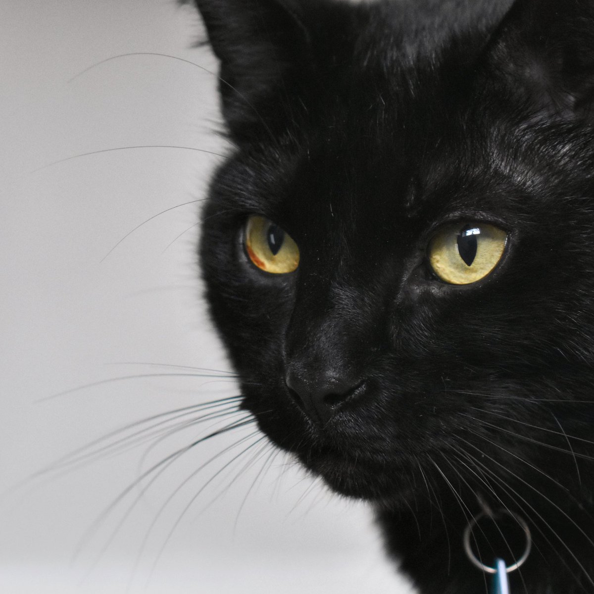 How HANDSOME is Rufus?! 😍 He doesn’t look impressed with the camera though, he was hungry 😂 I had to try to get a photo of the amazing mark in his eye though 👀 so lush 😸 #PawprintsforMiles #CatVisits #Haslemere
