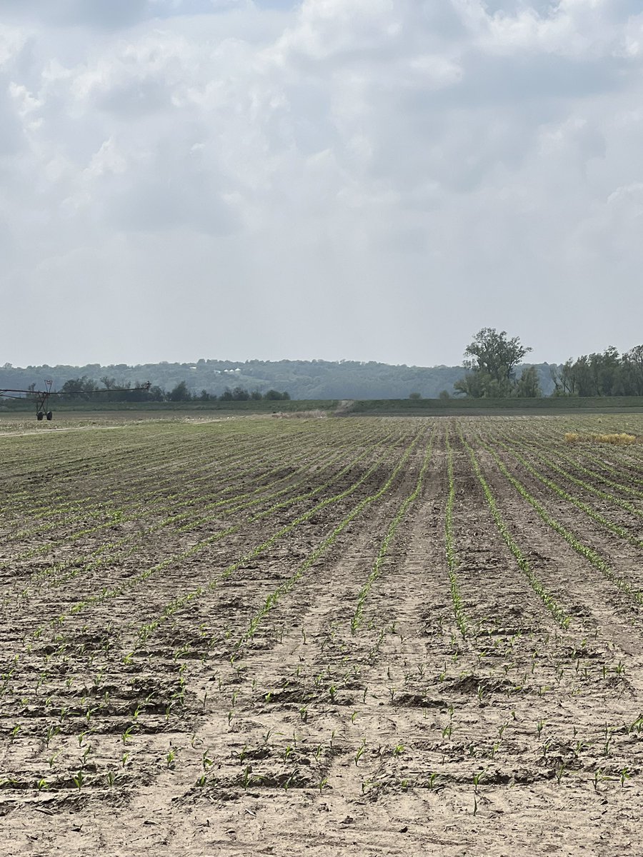 P1359AM planted April 27, 2023. <a href="/PioneerSeeds/">Pioneer Seeds U.S.</a>