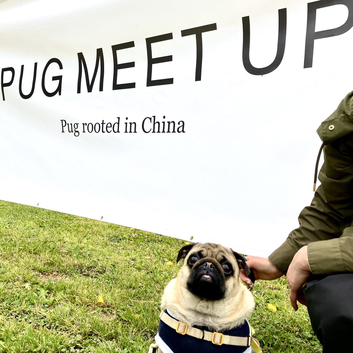 2020_pug_tsune's tweet photo. きょうはたのしいイベントにいってきただぁよ。おともだちにたくさんであえてうれしかっただなぁ。またじかいもいきたいでよ。カーッ!
#犬好きさんと繋がりたい
#犬のいる暮らし #パグ #pug
#pugmeetup #パグミートアップ
#秋ヶ瀬公園 https://t.co/IDF1zSYRld