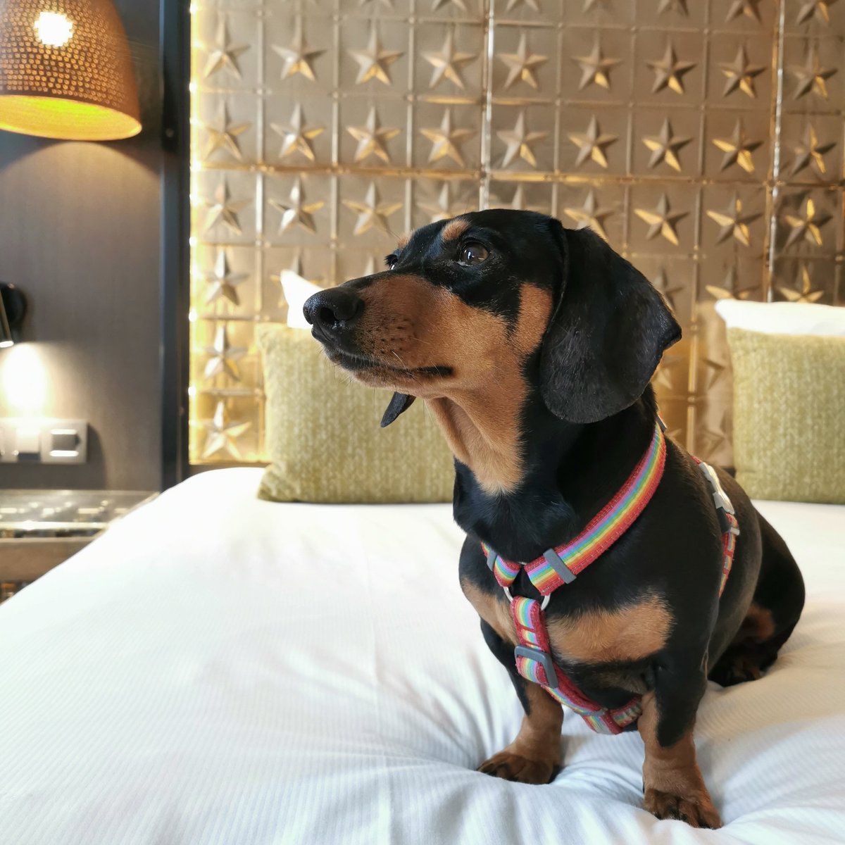HeyImMichaela's tweet photo. @DJDavidTheWorm All cuties! Pablo says hi back! https://t.co/Qi5WLu9c76