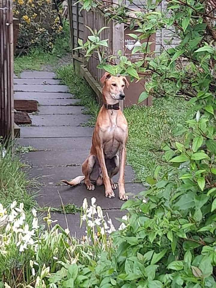 EGLR1's tweet photo. The difference a foster home makes this is Titch a 10 year old lad that was underweight a few weeks ago but now has gain enough condition to be castrated next week ready to be rehomed keep a look out for him rehoming profile soon xx
#mhhsd 
#dogs https://t.co/2luRWnKVQ7
