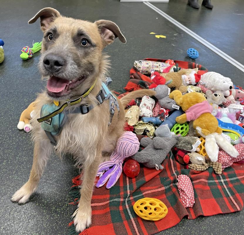 Please retweet to help Tula find a FOSTER or FOREVER  home #SHOREHAM #SUSSEX #UK 
Aged 2, super smart, she can live with children aged 12+ as the only pet in an active home.   

SADLY OVERLOOKED 💔 

DETAILS or APPLY
dogstrust.org.uk/rehoming/dogs/……
#dogs