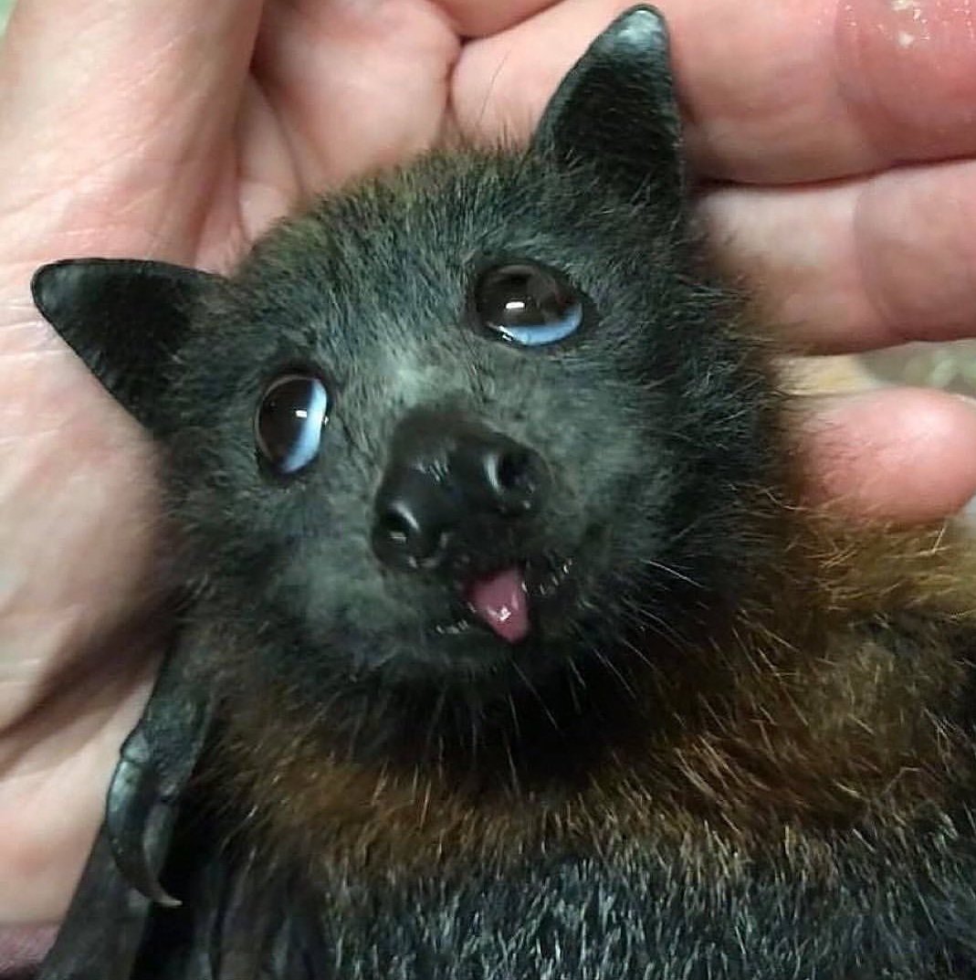 Hola 😛
#cuteanimals 
#cutebabyanimals
#bats
#batsanctuary
#batrescue