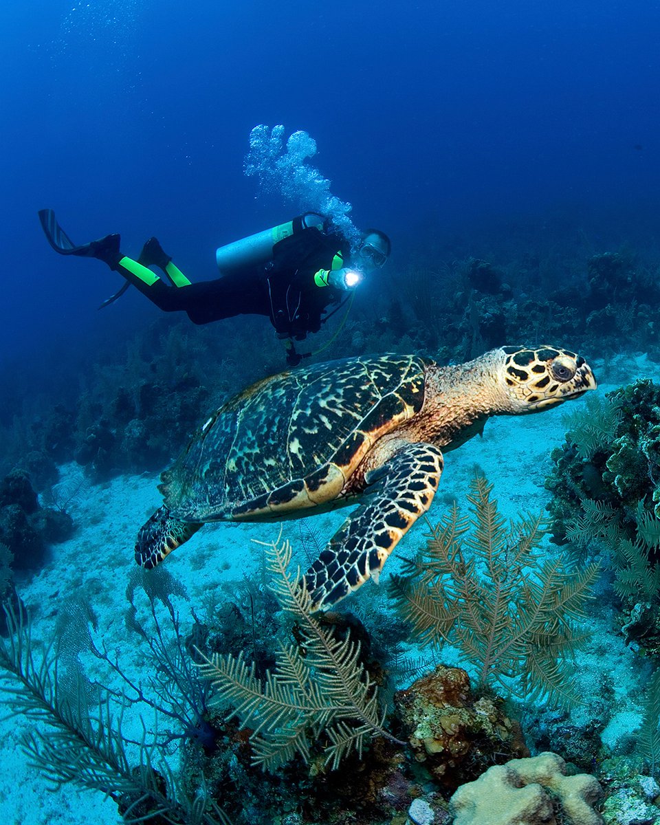 The coolest thing I've seen while diving is _______ 🤩👀🐬🐢🦑 

#WeAreScubaDiving #fillintheblank
#underwaterwonders #marinelife #oceanlove #scubamemories #seacreatures #seaturtle