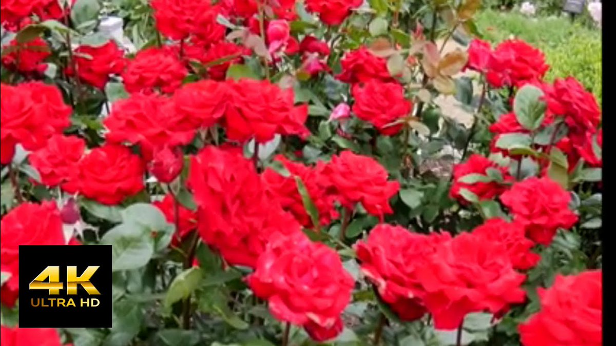 The Colorful Land of Rose #Flowers in ...
 
alojapan.com/812320/the-col…
 
#FlowerGardens #FukuokaCity #relaxationvideo #relaxingmusic