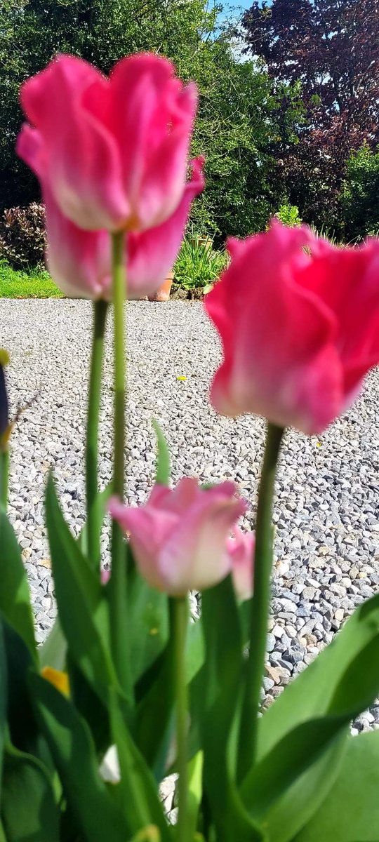 A little bit from the garden this afternoon 
#MountBriscoeOrganicFarm 
#Glamping 
#visitoffaly 
#IrelandsAncientEast 
#Airbnb 
Mountbriscoe.ie