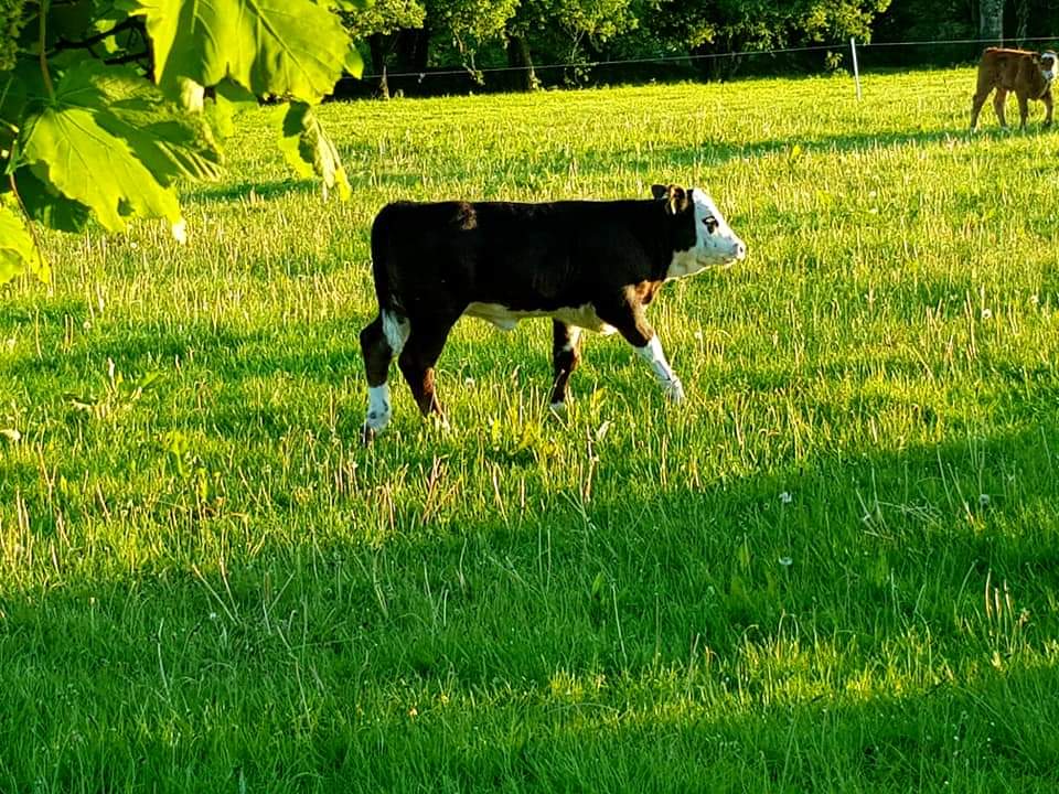 Herding this morning 

#MountBriscoeOrganicFarm 
#organicfarming 
#sucklerheard