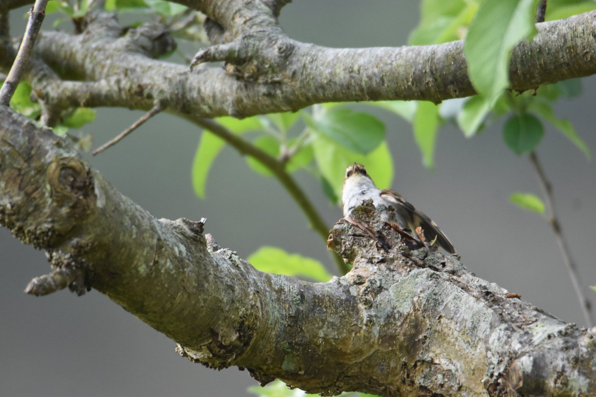 Treecreeper, newtownmountkennedy #BirdsSeenIn2023 #ThePhotoHour #birds #wicklow #Ireland