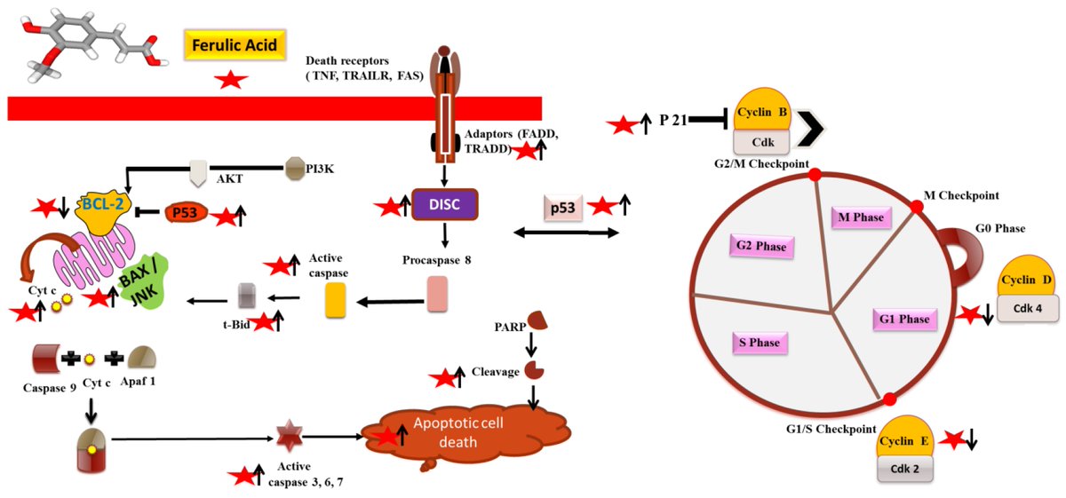 Molecules_MDPI's tweet image. 📌#ferulicacid #apoptosis #cellcyclearrest #antiangiogenesis #antimetastasis
New Publication “Ferulic Acid: A Natural Phenol That Inhibits Neoplastic Events through Modulation of Oncogenic Signaling”
By: Katrin Sak et al.
👉mdpi.com/1420-3049/27/2… 
#mdpimolecules #NewPublication