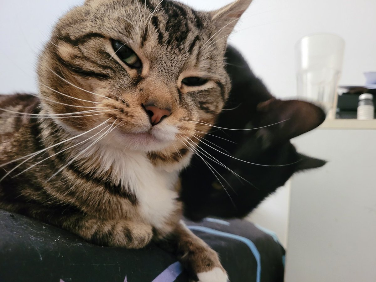Sparky (big boye type) tweet media